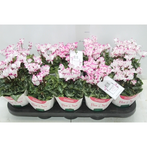 CYCLAMEN ABSOLU DE MOREL P11