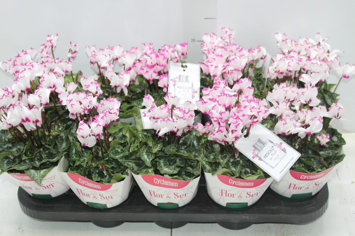 <h4>CYCLAMEN ABSOLU DE MOREL P11</h4>