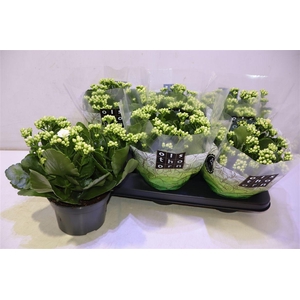 arr8 Kalan B Ge C Whites