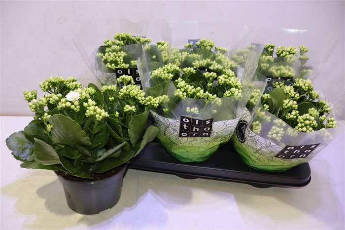 <h4>Kalan B Ge C Whites</h4>