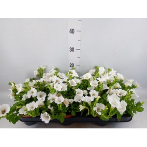 Petunia  'Surfinia Baby White'