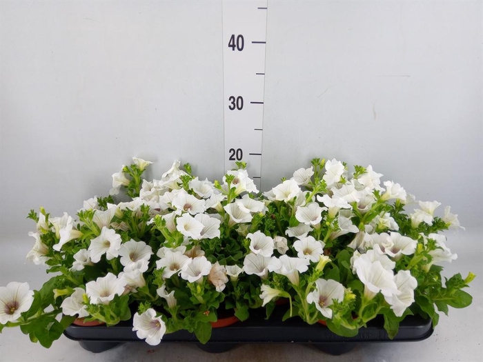 <h4>Petunia  'Surfinia Baby White'</h4>