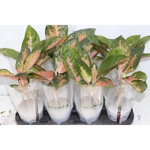 AGLAONEMA LAWAN P12