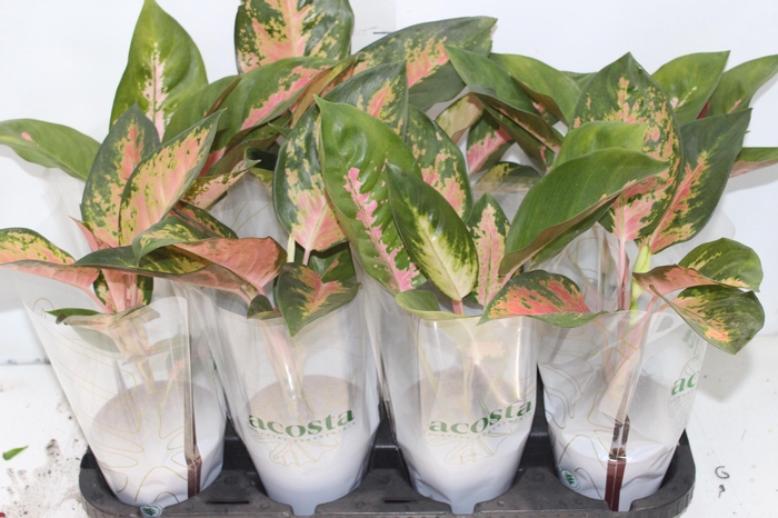 <h4>AGLAONEMA LAWAN P12</h4>