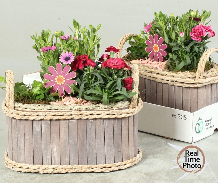 <h4>ARR TUINPLANTEN</h4>