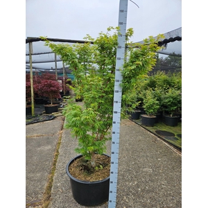 Acer palmatum Sangokaku