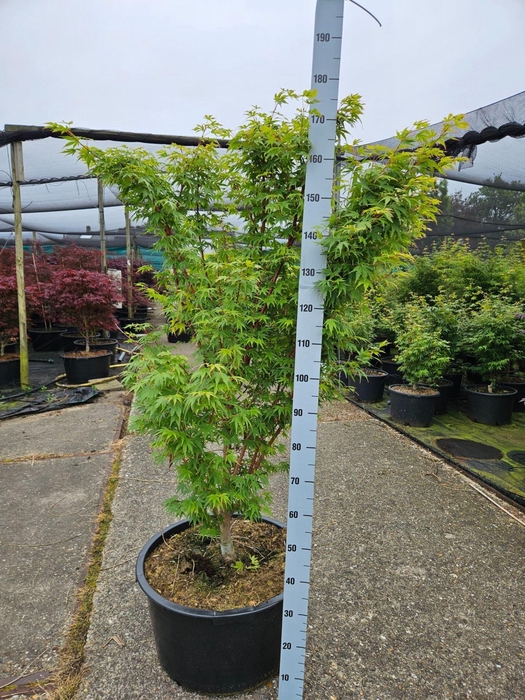 <h4>Acer palmatum Sangokaku</h4>