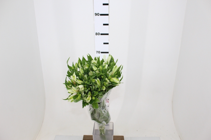 ALSTROEMERIA AKEMI 080 CM