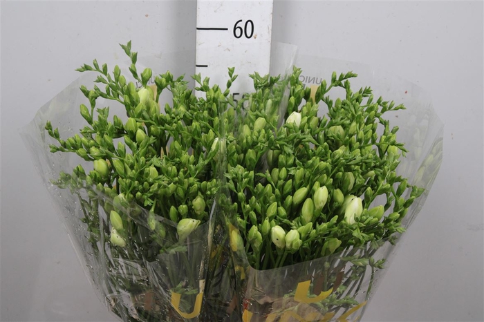 <h4>Fr Du Volante</h4>