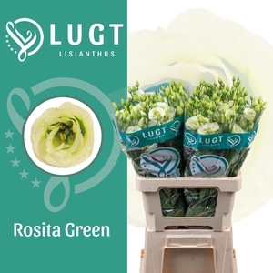 Lisianthus Rosita Green 996