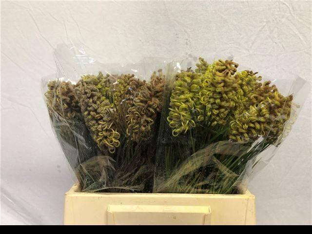 <h4>GREVI SPIDERMAN</h4>