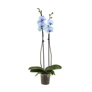 Phal I Am Blue Lagoon 2T14+