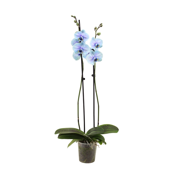 <h4>Phal I Am Blue Lagoon 2T14+</h4>