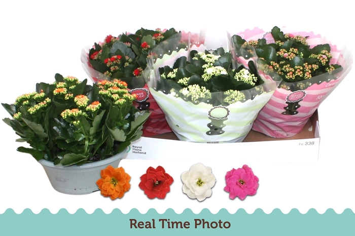 <h4>KAL GE GEM 4 KL</h4>