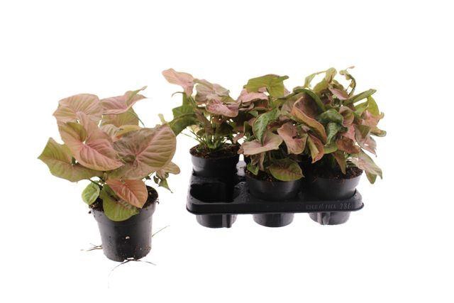 <h4>Syngonium 'Red Heart'</h4>