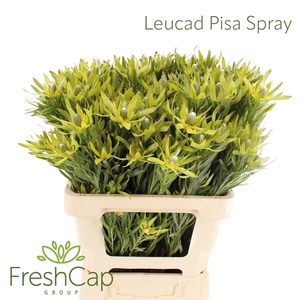 Leucad Pisa Spray