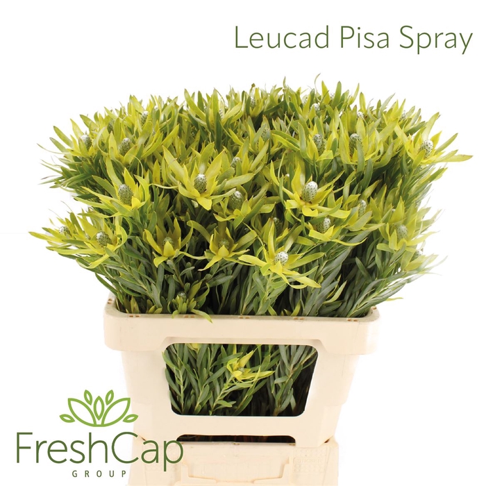 <h4>Leucad Pisa Spray</h4>