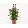 Lobelia speciosa 'Fan Burgundy'