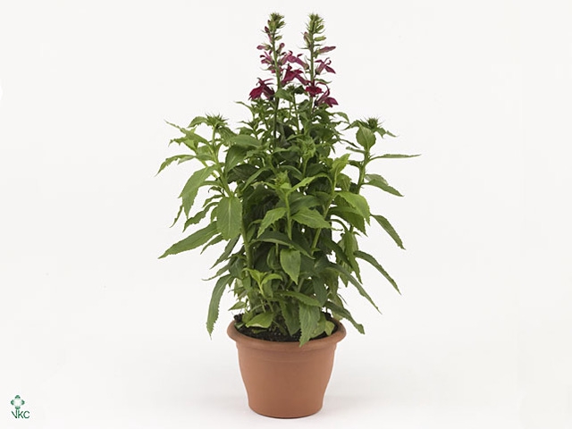 Lobelia speciosa 'Fan Burgundy'