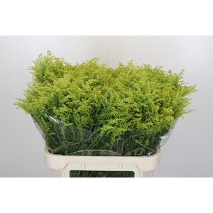 Solidago Tara Gold