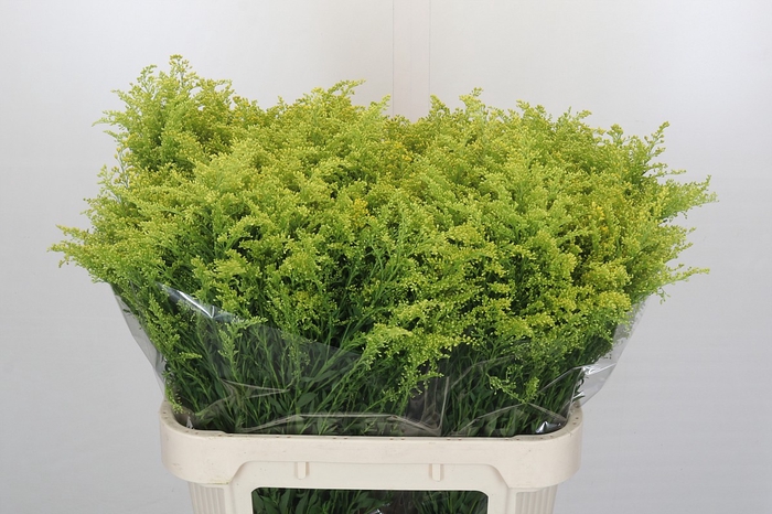 <h4>Solidago Tara Gold</h4>