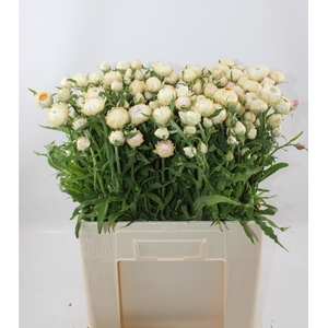 HELICHRYSUM OV