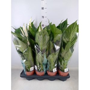 Spathiphyllum  'Sweet Ricardo'