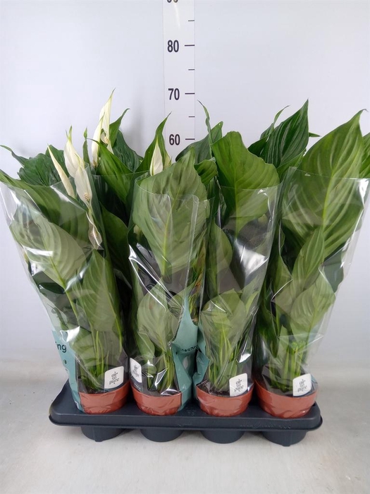 <h4>Spathiphyllum  'Sweet Ricardo'</h4>