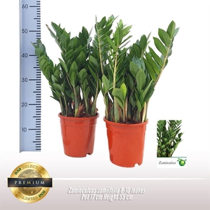 Zamioculcas zamiifolia