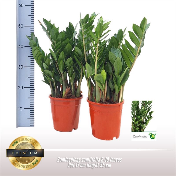 <h4>Zamioculcas zamiifolia</h4>