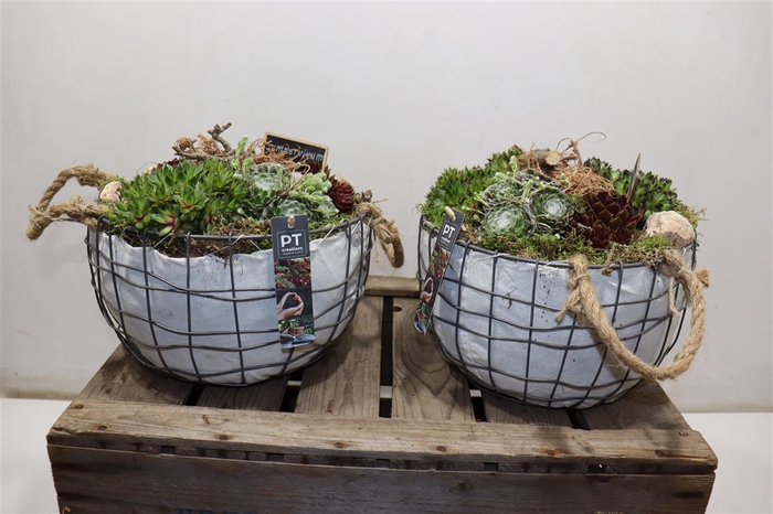 <h4>Arr Sempervivum In Metal Basket</h4>