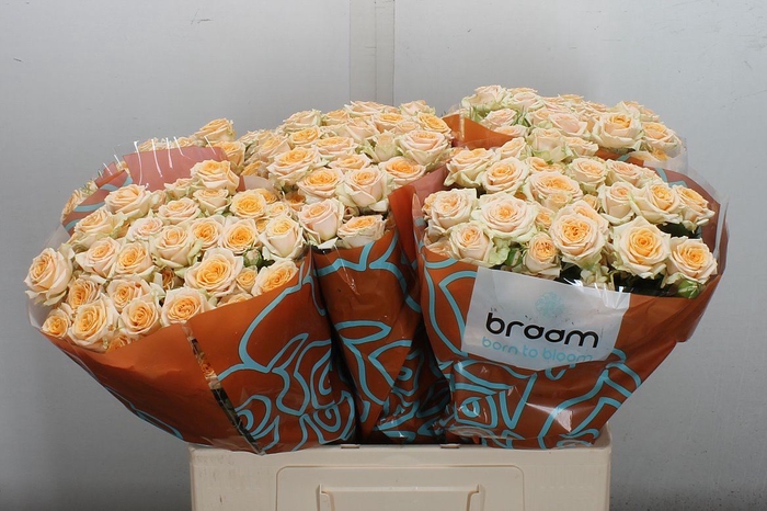 <h4>Rosa TR 'Trinity'</h4>