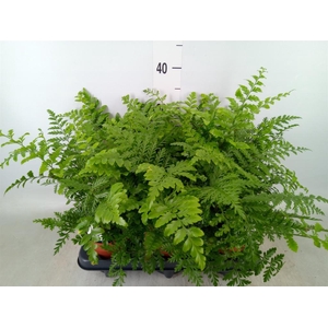 Asplenium  'Parvati'