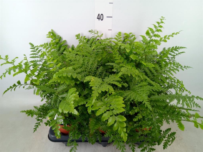 <h4>Asplenium  'Parvati'</h4>