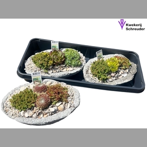 ARR TUINPLANTEN