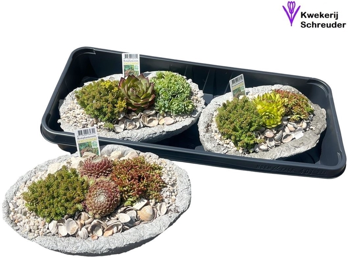 <h4>ARR TUINPLANTEN</h4>