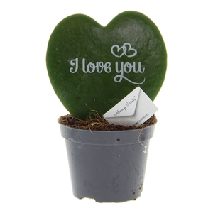 Hoya Kerrii 6 cm Message Printz - I Love You