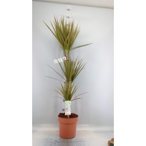 Dracaena marg. 'Bicolor'