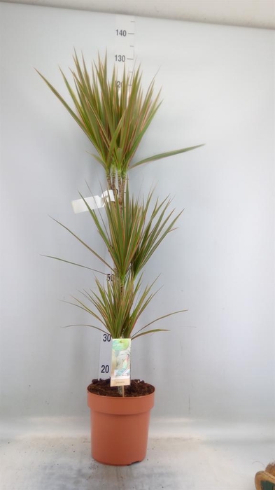 <h4>Dracaena marg. 'Bicolor'</h4>
