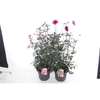 Dahlia hybr. Collection mix