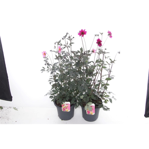 <h4>Dahlia hybr. Collection mix</h4>