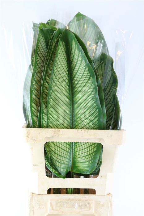 <h4>Calathea White Star Xl</h4>