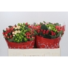Hypericum Rainbow Romance