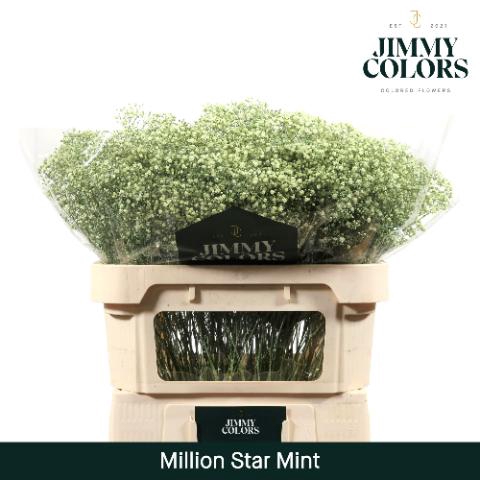 <h4>Gyps Million Star L70 Mint</h4>