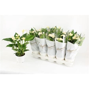 Anthurium Andreanum Grp White Champion