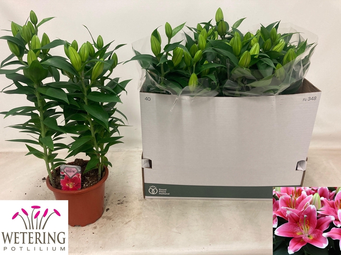 <h4>Lil Or Sunny Robyn</h4>