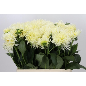 Dahlia Spider Wit