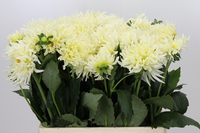<h4>Dahlia Spider Wit</h4>