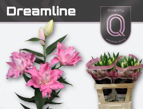 <h4>LI OR DU DREAMLINE 4+</h4>