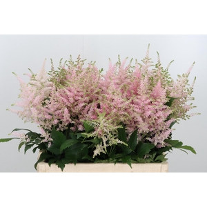 Astilbe Europa Roze